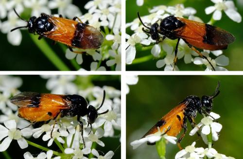 Arge cyanocrocea